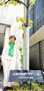植樹後２０年で高さ約６㍍まで成長した広島の原爆アオギリ二世に寄り添う「ブライダルコア伊谷」の柴田杉子社長