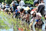 田んぼの感触を楽しみながら苗を植える参加者＝２６日、伯耆町丸山