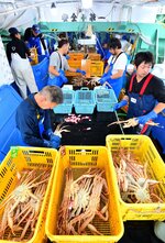 【手分けして選別】帰港した「信勝丸」でカニを手分けして選別する乗組員たち（網代漁港）