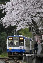 　ホーム沿いに植えられた約１００本の桜が咲く「のと鉄道」の能登中島駅＝４月１１日午後、石川県穴水町