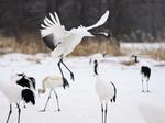 　北海道鶴居村に飛んで来て、雪原で舞うタンチョウ＝２月