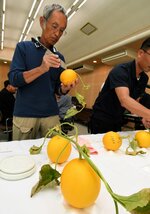糖度を測るために切れ込みを入れる生産者＝３０日、琴浦町赤碕のＪＡ鳥取中央赤碕支所