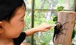 興味深そうにヘラクレスオオカブトに触れる子ども＝２０日、湯梨浜町の中国庭園燕趙園