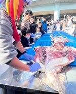 全長６・５㍍のダイオウイカの解剖を見守る参加者ら＝２３日、香美町香住区境のジオパークと海の文化館