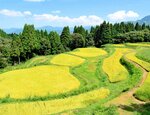 青空の下、黄金色の稲穂が風に揺れる「うへ山の棚田」＝６日、香美町小代区貫田