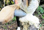 石斧を使った木の伐採実験