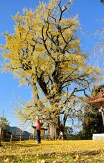 黄金色に輝き、そびえ立つ大イチョウ＝１０日、八頭町西御門の仁王堂