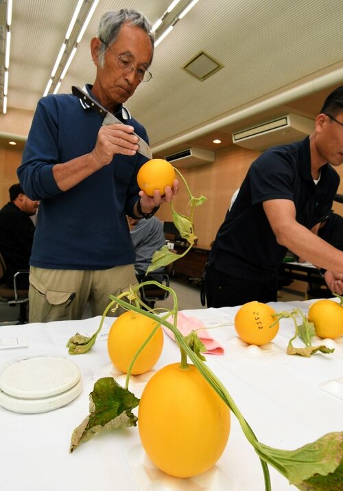 糖度を測るために切れ込みを入れる生産者＝３０日、琴浦町赤碕のＪＡ鳥取中央赤碕支所