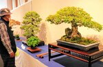 トウカエデ（手前）などさまざまな盆栽が並ぶ会場