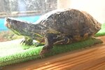 アカミミガメ