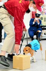デモンストレーションを行う動植物探知犬＝８日、境港市の米子鬼太郎空港