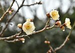 公園内のあちこちで花が咲き始めた梅＝１５日、鳥取市上町の樗谿公園