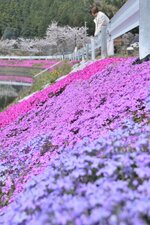 見頃を迎えているシバザクラ＝１１日、鳥取市気高町の大堤池