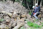 現地に置かれた伐採木をチェーンソーで切断する作業員＝２０日、米子市久米町