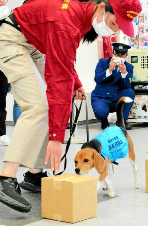 デモンストレーションを行う動植物探知犬＝８日、境港市の米子鬼太郎空港