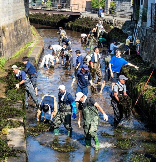 加茂川に入って藻を刈り取る市民ら