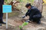 　桜を植樹する横田めぐみさんの同級生＝１０日午後、新潟市