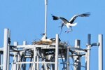 木の枝などを運んで巣を作るつがいとみられるコウノトリ＝１３日、倉吉市内
