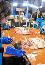 但馬地域を代表する特産品の松葉ガニ。地域の魅力発信には欠かせない＝新温泉町の浜坂漁港
