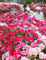 豪華に咲き誇るゴデチア＝２３日、守口市の大久保中央公園