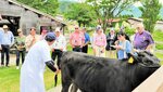 但馬牛と触れ合える県立但馬牧場公園を訪れた外国人＝昨年５月、新温泉町丹土