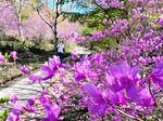 鮮やかな赤紫色で公園を彩るミツバツツジ＝２１日、日野町中菅の滝山公園