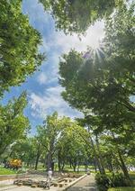 　江田雄司が清掃作業を担う東京都中野区の公園では、強い日差しの下で池の水替えが行われていた＝２０２４年７月