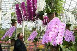 コチョウランのトンネルをくぐる来場者＝１８日、南部町のとっとり花回廊