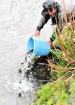 バケツリレーで運んだ稚アユを放流する組合員＝８日、新温泉町井土付近の岸田川