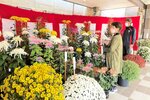 菊作り講座の受講生の力作が並ぶ会場＝３１日、香美町村岡区の村岡体育館
