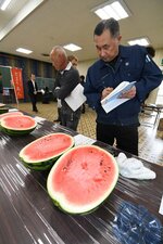 スイカの出来栄えを確認する市場関係者ら＝２６日、湯梨浜町園のＪＡ鳥取中央泊相談プラザ