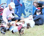 特設のドッグラン施設で愛犬と戯れる来場者
