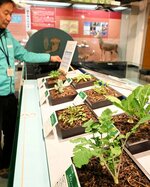 早春の春の七草をレプリカで紹介する特別コーナー＝１５日、鳥取市の鳥取県立博物館