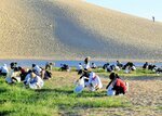 砂丘のオアシス周辺で除草に励むボランティア＝８月２６日（鳥取砂丘未来会議提供）