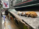 　タイ・バンコク中心部の商店の屋根で、餌を食べる猫＝２０２５年４月（共同）