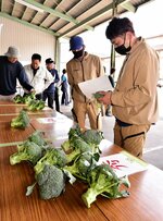 選別されたブロッコリーを手に取る生産者ら＝１２日、大山町赤坂の大山青果物集出荷予冷センター