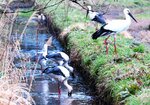 日光池に飛来したコウノトリ＝１５日、鳥取市気高町日光