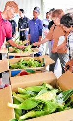 スイートコーンの出荷基準を確かめる生産者ら＝２８日、大山町赤坂の大山青果物集出荷予冷センター