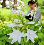 かれんな花を咲かせて甘い香りを漂わせるタマノカンザシ＝３日、湯梨浜町藤津の東郷湖羽合臨海公園あやめ池公園