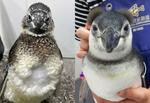 　全身の羽毛が生え替わる「換羽」の時期を迎えたマゼランペンギン（すみだ水族館提供）