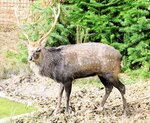 男性職員を襲ったとみられるニホンジカ（島根県中山間地域研究センター提供）