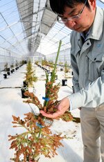 交配期を迎えて花粉をつけたスギのエリートツリーの母樹を確認する関係者＝２５日、倉吉市大谷茶屋の日本製紙倉吉閉鎖型採種園