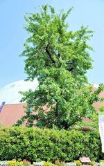 放任した樹はこんな高さまで育つ（鳥取二十世紀梨記念館のヤマナシ）