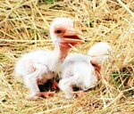 北栄町で救護され、無事にふ化したひな（兵庫県立コウノトリの郷公園提供）