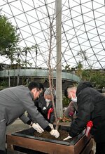 鉢植えに「春めき」を植樹する関係者ら