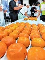玉太り、糖度とも上々の早生品種の甘柿「輝太郎」＝２１日、鳥取県北栄町由良宿の県園芸試験場