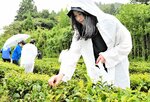 茶摘み体験をする参加者＝１４日、鳥取市用瀬町美成