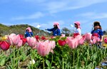 見頃を迎えた色とりどりのチューリップ＝１７日、鳥取市美萩野３丁目のあじさい公園
