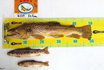 大物賞を獲得した岩本さんが釣り上げたブラウントラウト（智頭町観光協会提供）