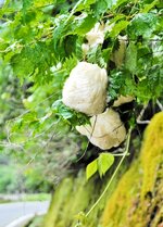 道路にせり出した雑草に産み付けられた卵塊。雨が降るのを待っている＝新温泉町内